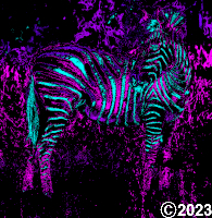 zebra picture