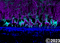 herd of colorful deer in the forest