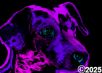 Purple Dog
