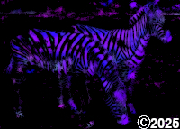 Purple Zebras