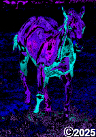 purple and blue pony