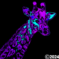 colorful giraffe