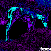 picture of a foal