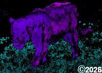 purple cat