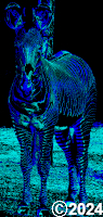 blue zebra