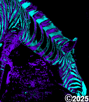 blue and purple zebra
