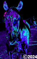 purple and blue horse picture