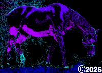 picture of a purple horse