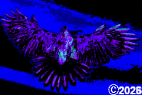 bird picture
