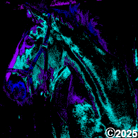 Horse Picture