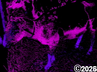 Purple Goat