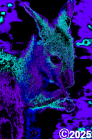 Colorful Kangaroo